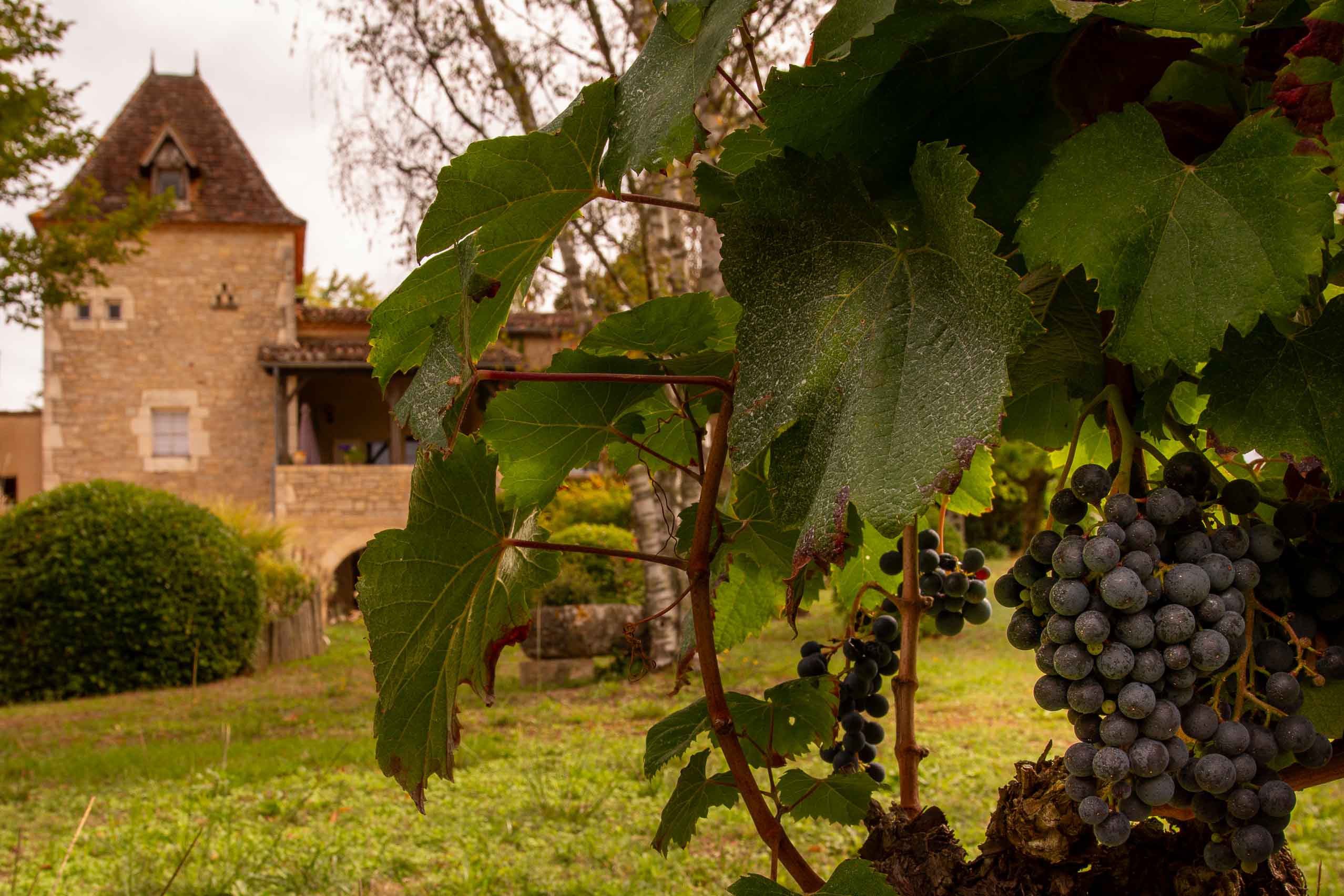 Bij wijnboerderij Saint-Sernin kun je genieten van een uitgebreide wijnproeverij